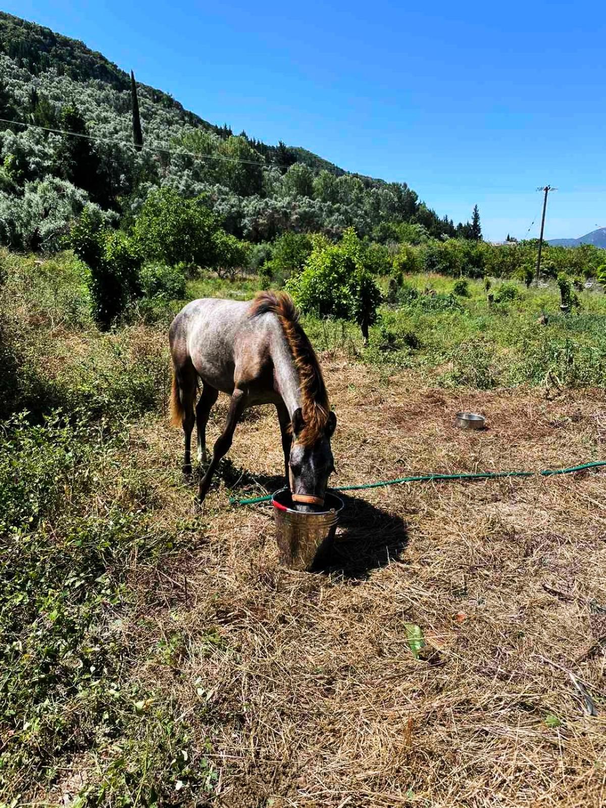 Lily Home_Lefkada ~ Private Country House Kondaraíni Exterior foto